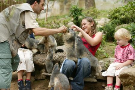 Collinemarmotes